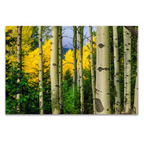 Aspen Grove In Autumn Wall Art Print