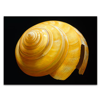 Australian Slit Shell Wall Art Print