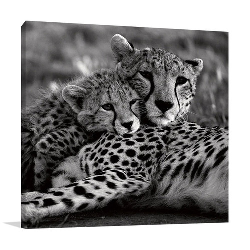 Cheetah With Cub Wall Art Print