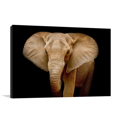 Wildlife Elephant Wall Art Print