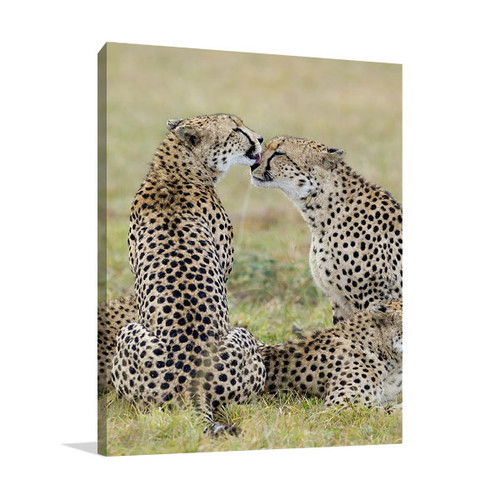 Loving Cheetah Wall Art Print