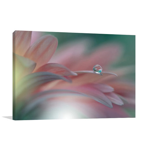 Water Drop on Petal Wall Art Print