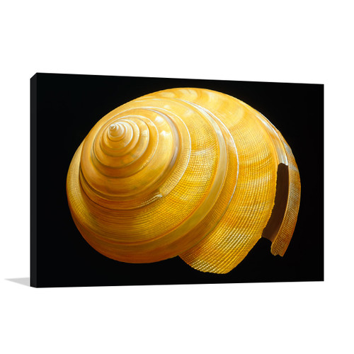 Australian Slit Shell Wall Art Print