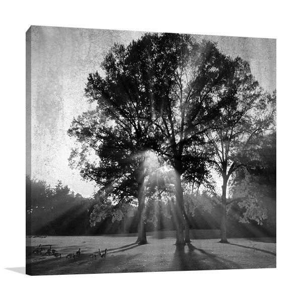 Black and White Trees Wall Canvas Art Print