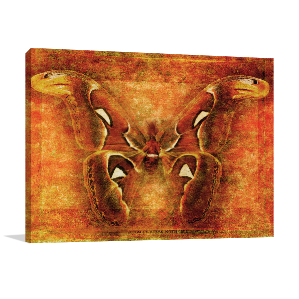 Attacus Atlas Moth Wall Art Print