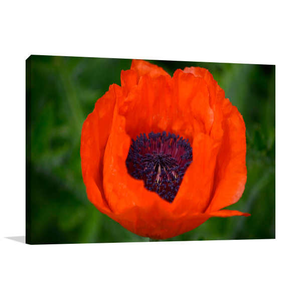 Orange Poppy Wall Art Print