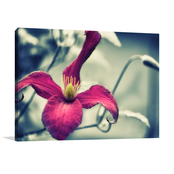 Pink Clematis Wall Art Print