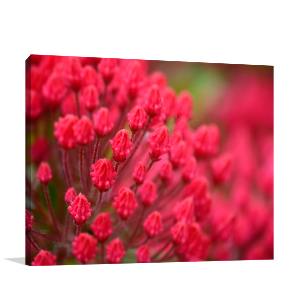 Pink Flower Wall Art Print