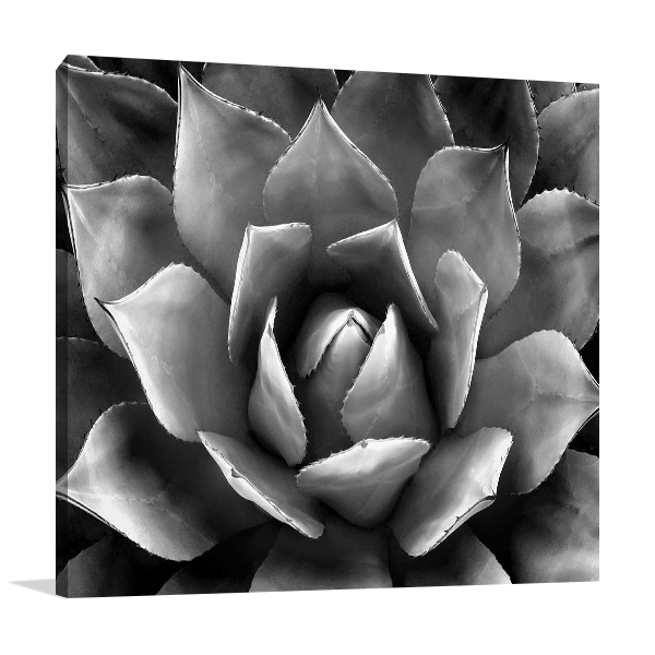 Succulent II Wall Art Print