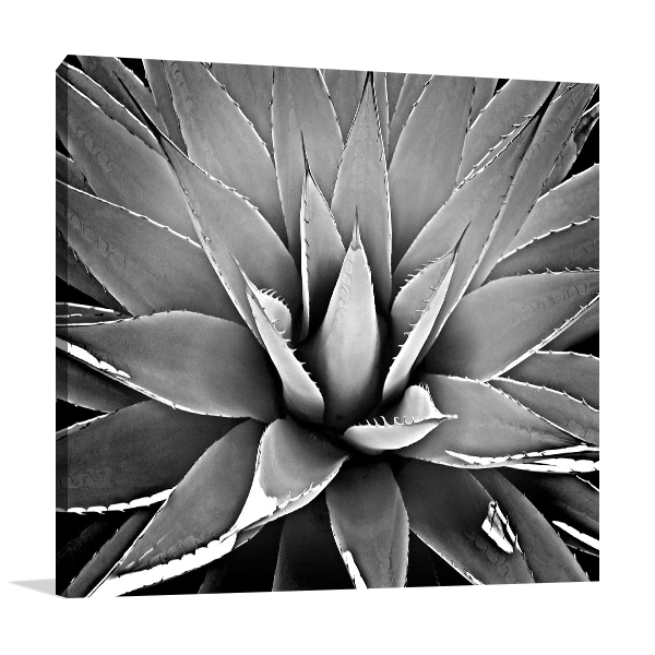 Succulent III Wall Art Print