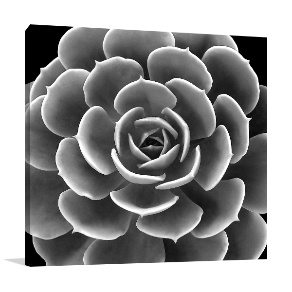 Succulent IV Wall Art Print