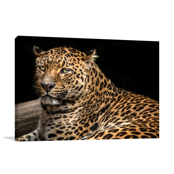 The Jaguar II Wall Art Print