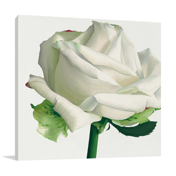 White Rose I Wall Art Print