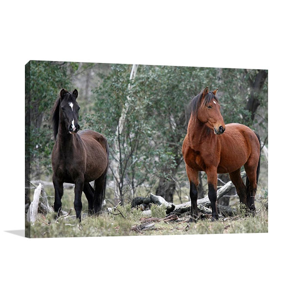 Alpine National Park Wall Canvas Art Print