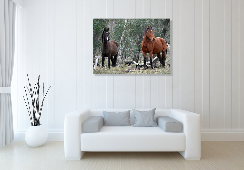 Australia Animal Photography Print