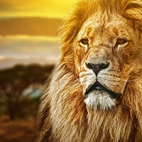 Animal Wall Art Prints Australia Animal Artwork Prints on Canvas