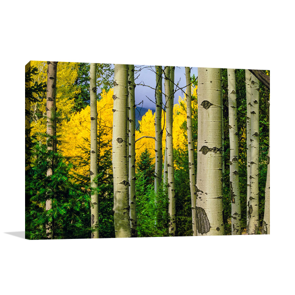 Aspen Grove In Autumn Wall Art Print