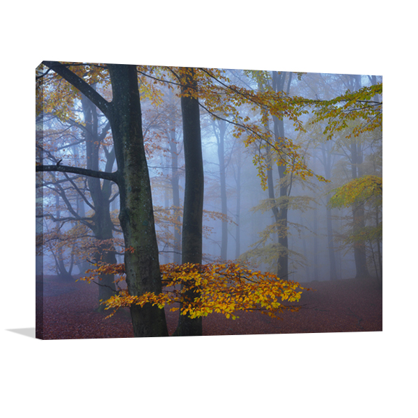 Autumn Forest Wall Art Print