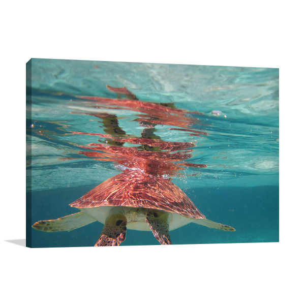 Belize Turtle Wall Art Print