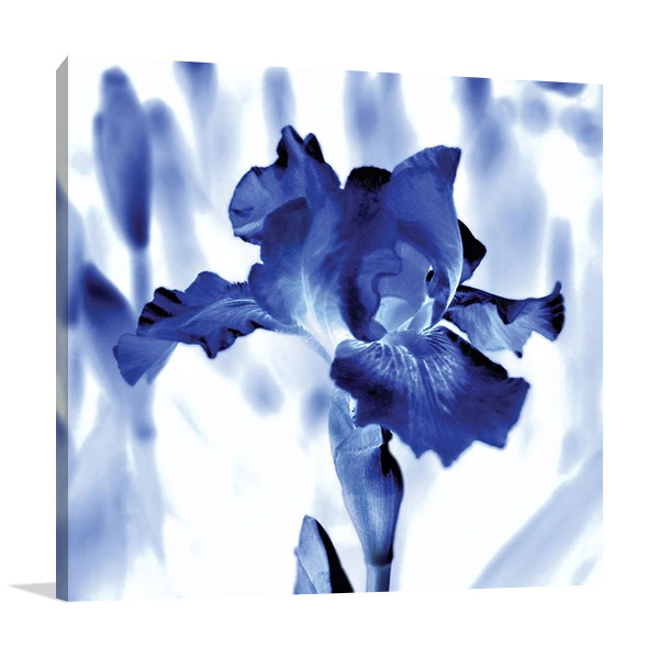 Blue Ice Iris Wall Print | Kelly Donovan