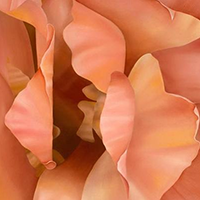 Botanical Wall Art Prints Australia Botanical Artwork Prints on Canvas