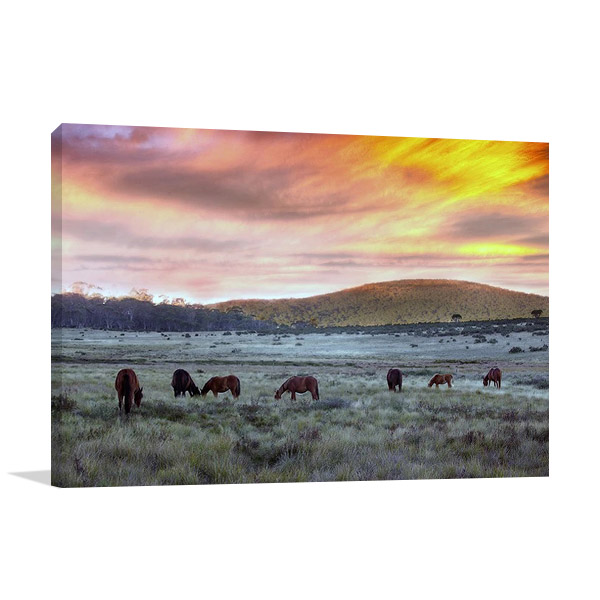 Brumbies in Australia Wall Canvas Print