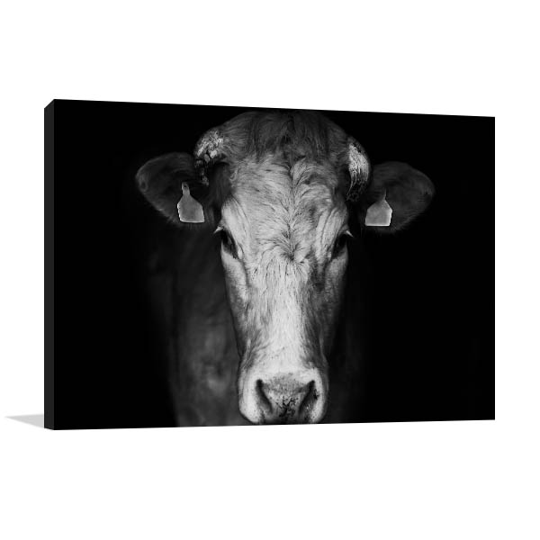 Cow Black and White Art Print In Panoramic Canvas For Sale