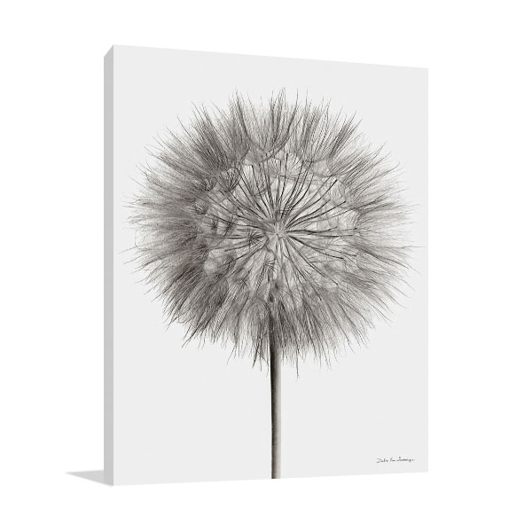 Dandelion Fluff on White Wall Print