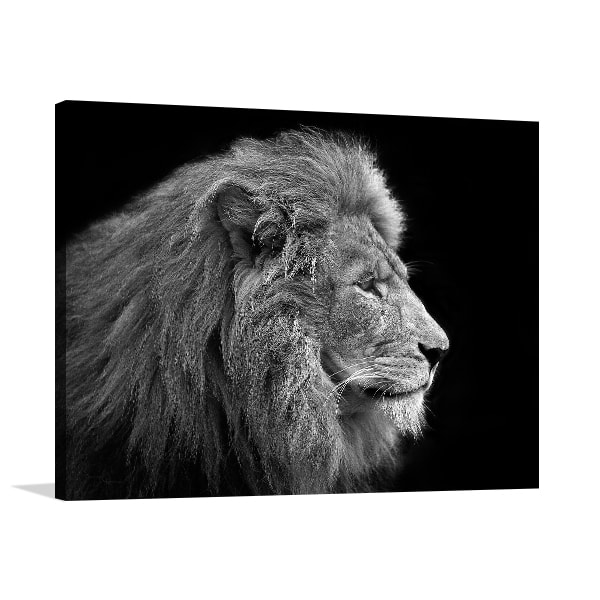 AFRICAN MALE LION PORTRAIT ANIMAL BLACK CANVAS PRINT WALL ART PICTURE PHOTO