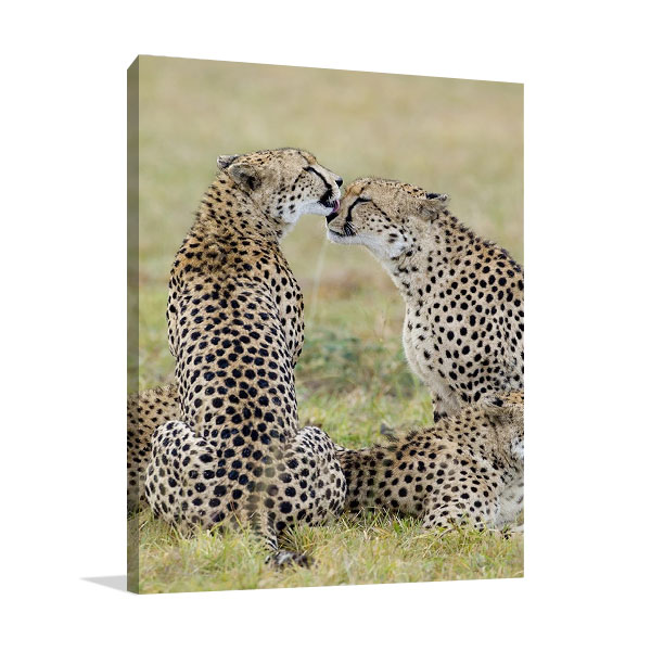 Loving Cheetah Wall Print on Canvas