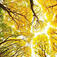 Nature Wall Art Prints Australia Nature Artwork Prints on Canvas