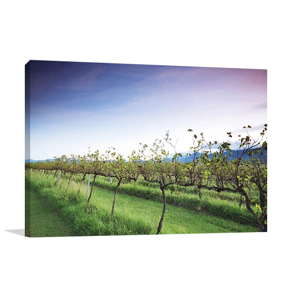 Queensland Lavender Farm Canvas Print