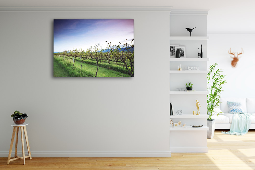 Rural Vineyard Photography Print on Canvas