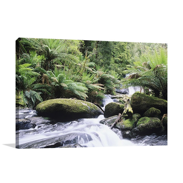 Rainforest Queensland Australia Print