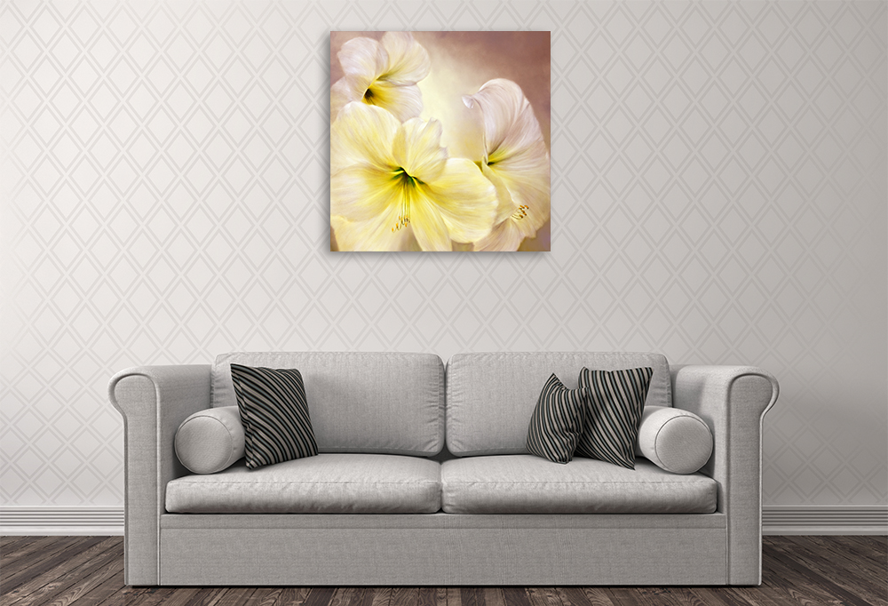 Annette Schmucker | White Amaryllis | Canvas