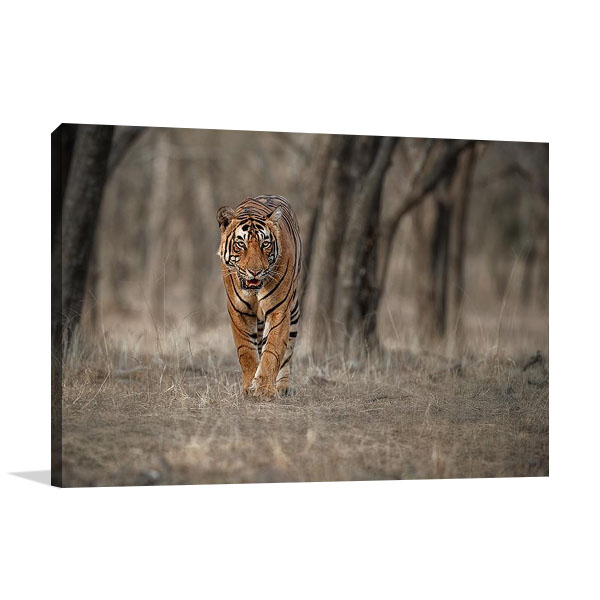 Wildlife Tiger Wall Print on Canvas