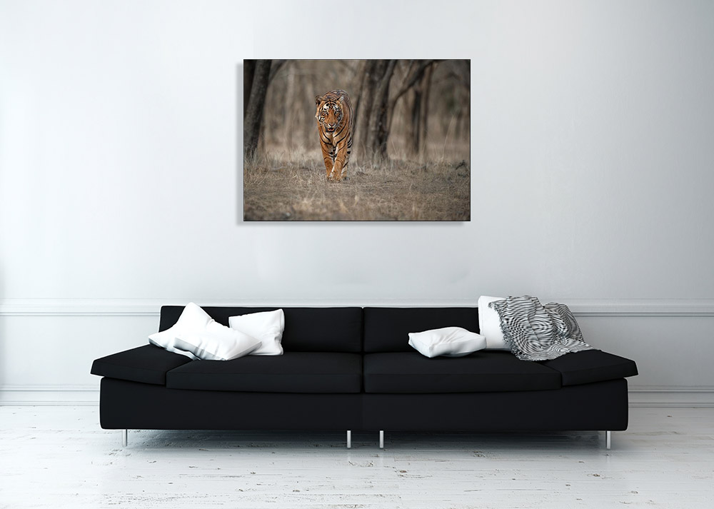 Animal Art Nature Photography Print