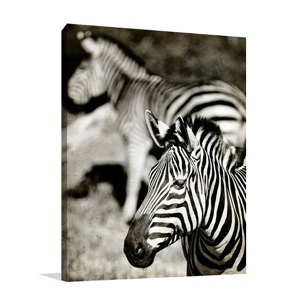 Zebras Canvas Print | Arabella Studios