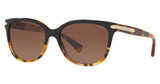 COACH Eyeglasses HC8132 L109 BLACK TORTOISE GRADIENT/5438T5