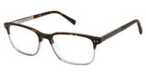 Ted Baker Eyeglasses TFM019 tortoise/TOR