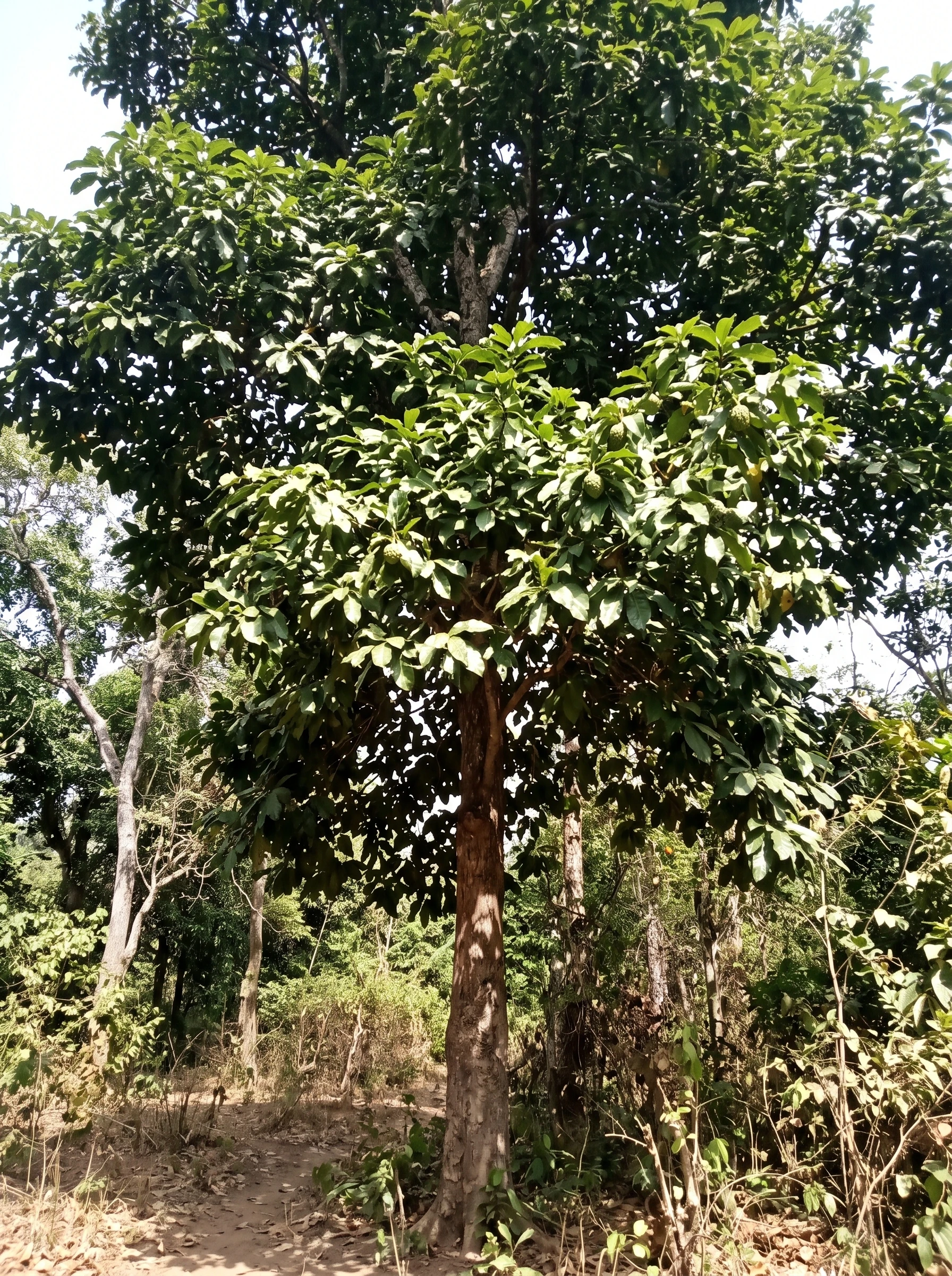 Kola nut growing in natural environment.