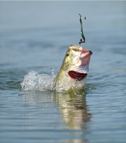 Finding Largemouth Bass in the Fall: Tips and Tactics