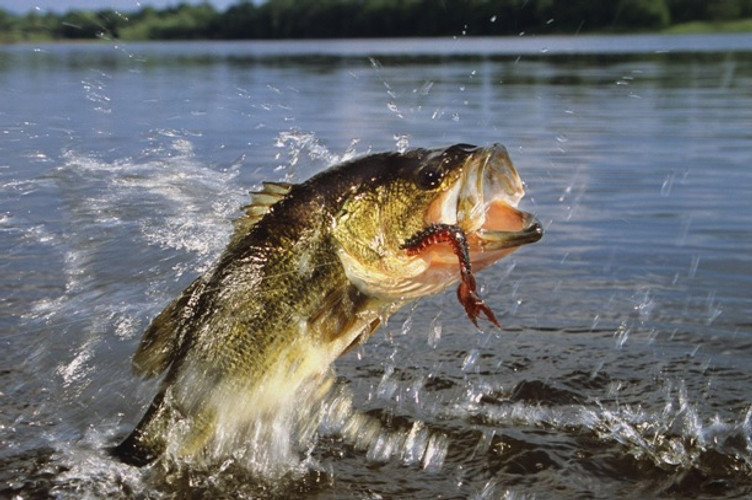 Bassin’ the Spring Spawn