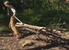 Woodchuck Skidderoon - Skid Limbs, Branches, Brush, Tree Trunks
