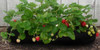 EZ 4x6 ft Raised Bed Garden Soxx kit  No Need to Weed! for Vegetables Flowers
