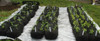 EZ 4x6 ft Raised Bed Garden Soxx kit  No Need to Weed! for Vegetables Flowers