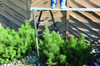 One Pair Bronco All Terrain Telescoping Sawhorses Miter Saw Stand