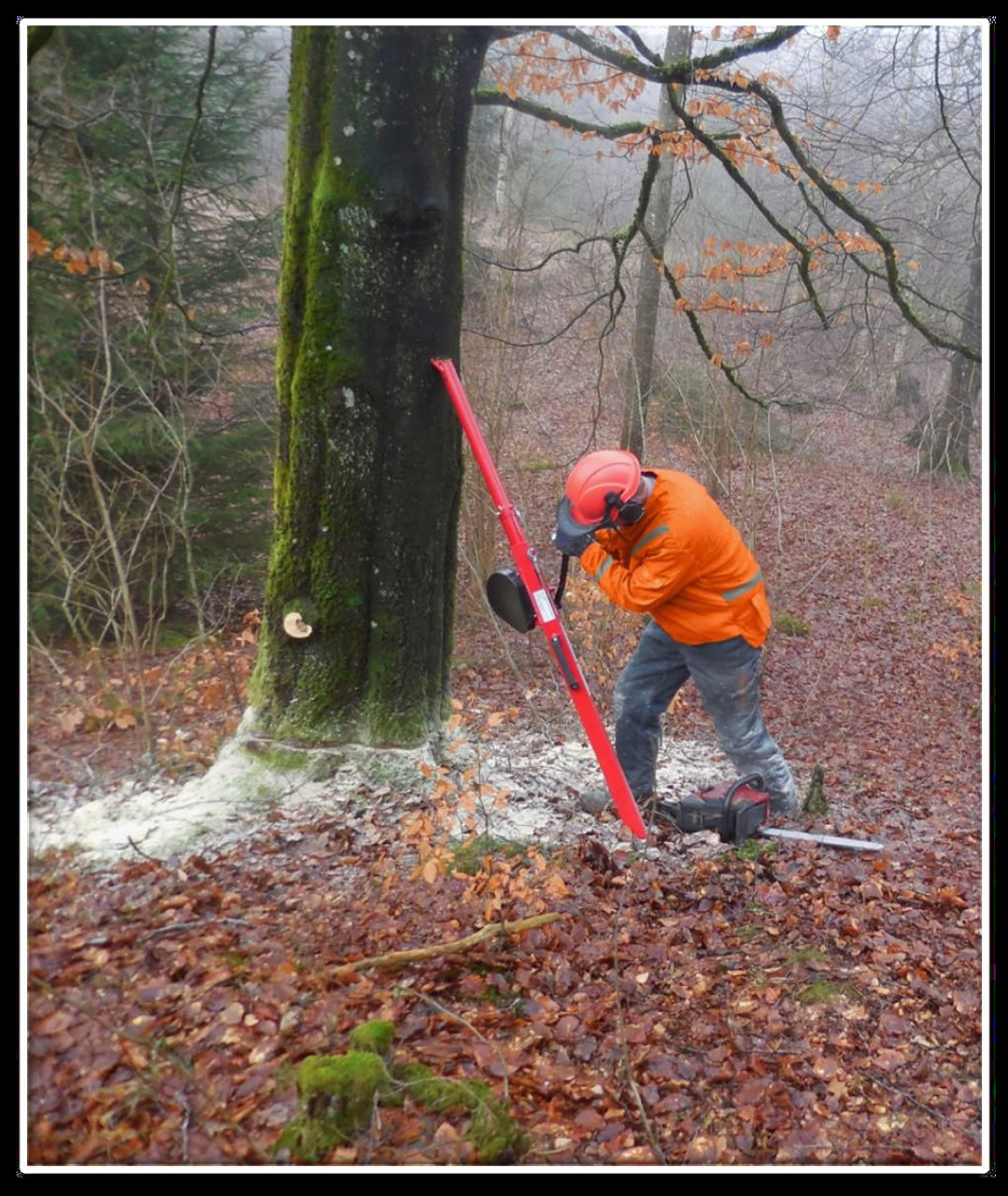 Reipal Type VI+ RH-PUSHER Tree Jack from Sweden with 23.6 inches longer Top Pipe for increased leverage.
