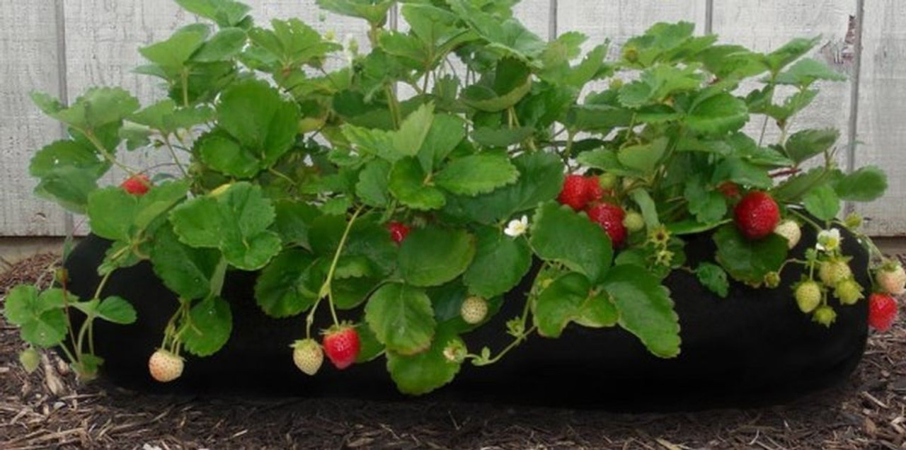 EZ 4x6 ft Raised Bed Garden Soxx kit  No Need to Weed! for Vegetables Flowers