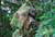Titan 3D Leafy Face Mask Mossy Oak Obsession - Multi-Fit Mesh & Pongee Headgear Titan 3D Leafy Face Mask Mossy Oak Obsession - Multi-Fit Mesh & Pongee Headgear